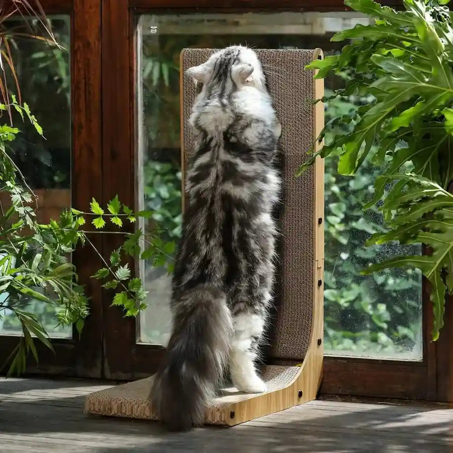 Long-haired cat stretching up against the L-shape cat scratcher