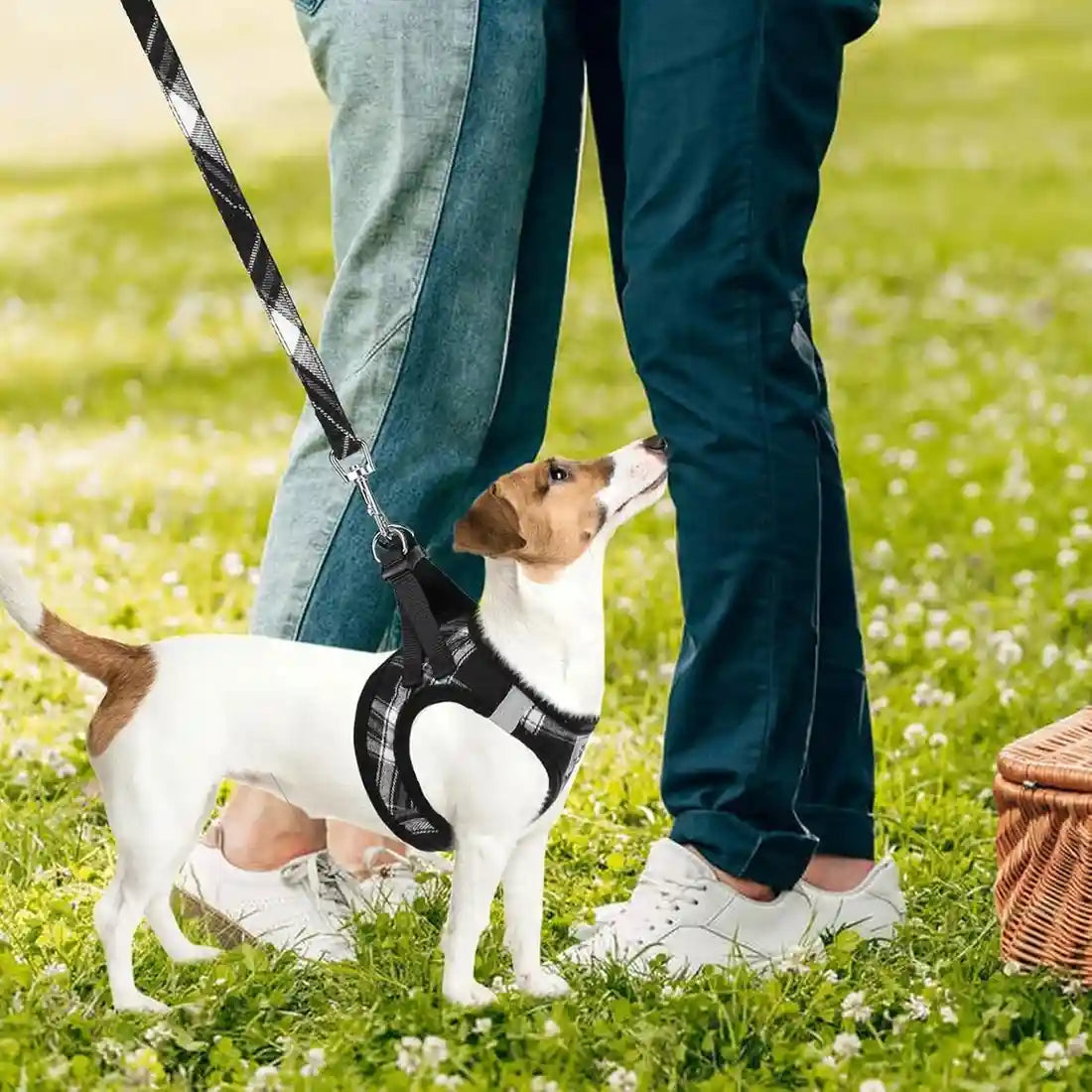 Breathable Mesh Dog Harness India – No-Pull Adjustable Vest