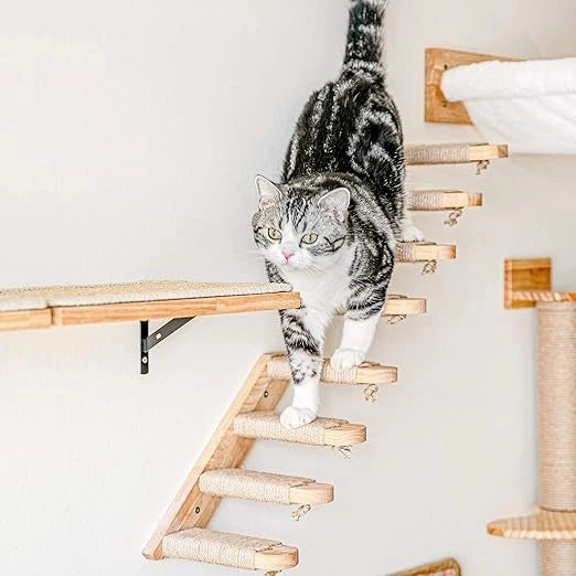 Cat Wall Shelf India – Fukumaru Mounted Climbing Activity