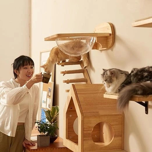 Cat Wall Shelf India – Fukumaru Mounted Climbing Activity