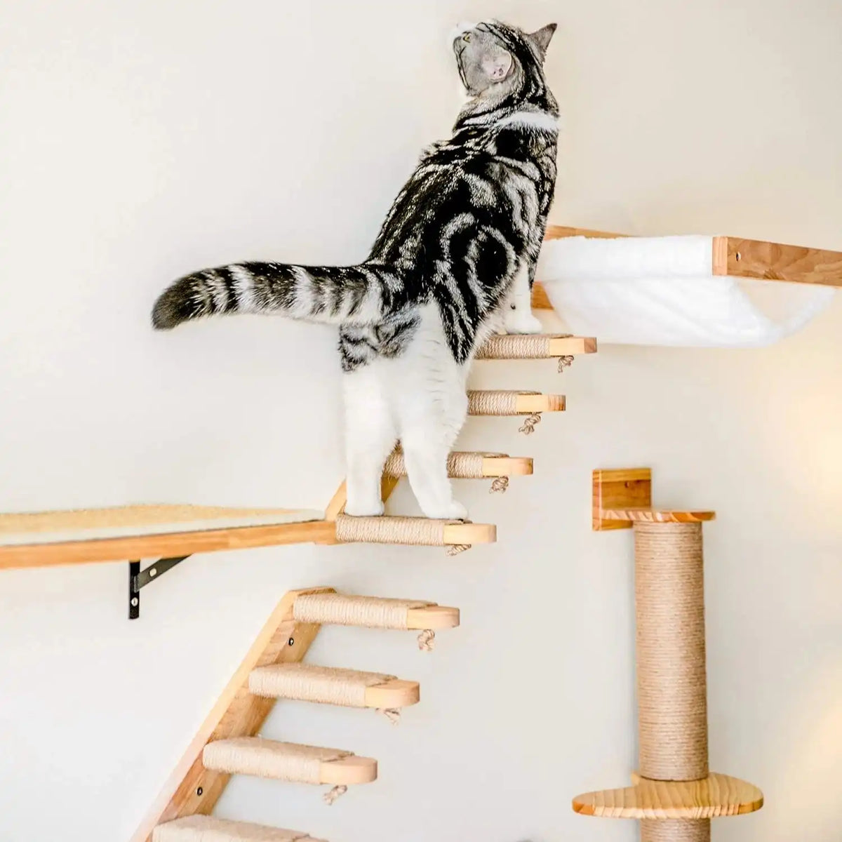 Cat Wall Shelf India – Fukumaru Mounted Climbing Activity
